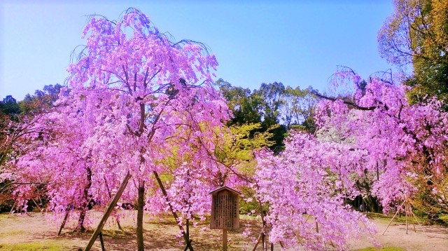 平安神宮　枝垂れ桜3