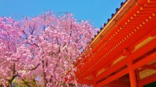 平安神宮　枝垂れ桜2