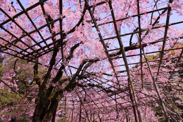 平安神宮　枝垂れ桜