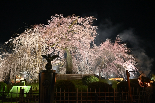 円山公園　枝垂れ桜　夜桜5