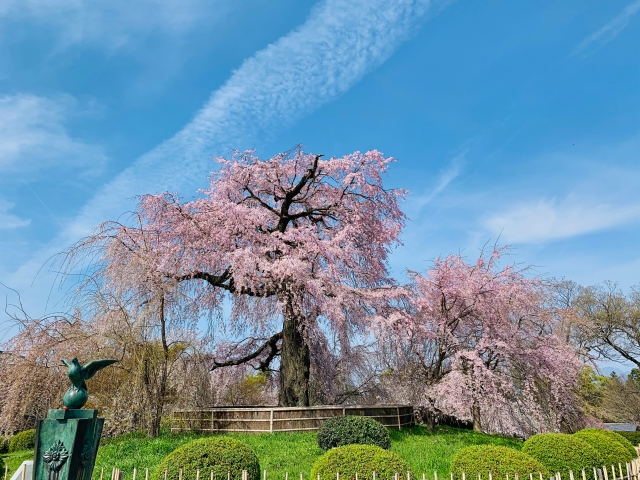 円山公園　枝垂れ桜1