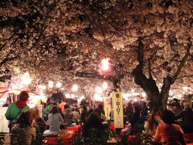 円山公園　枝垂れ桜　夜桜4