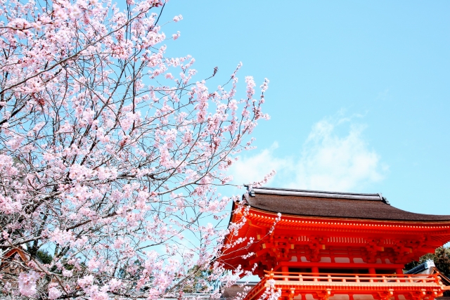 上賀茂神社　門　桜