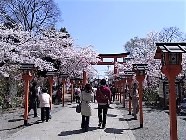平野神社　桜　参道
