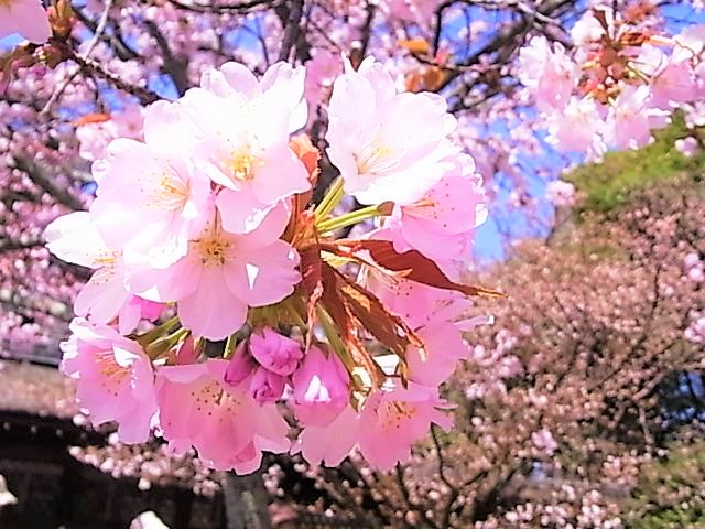 平野神社　桜3