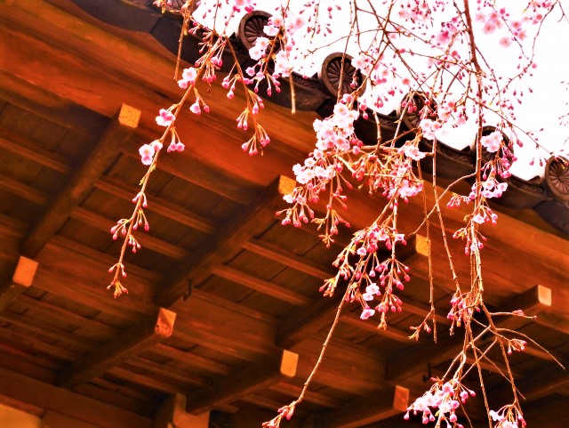 三千院　桜