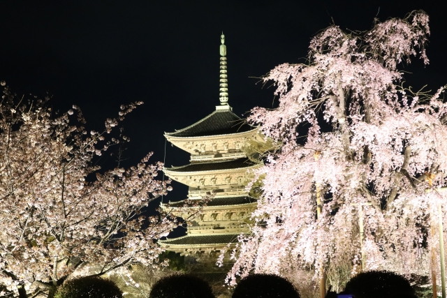 東寺　ライトアップ　桜