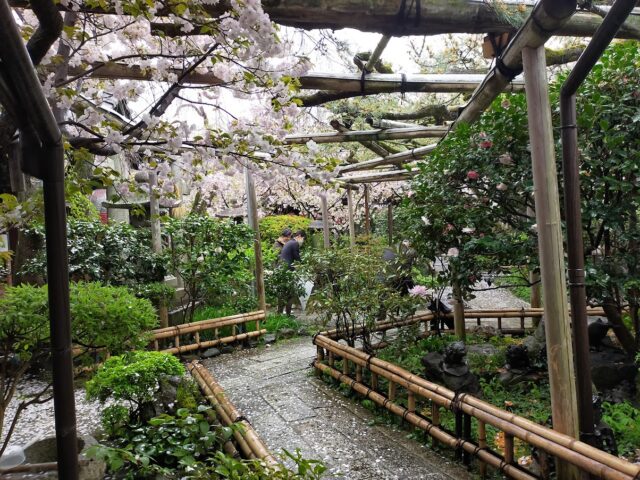 雨宝院　桜4