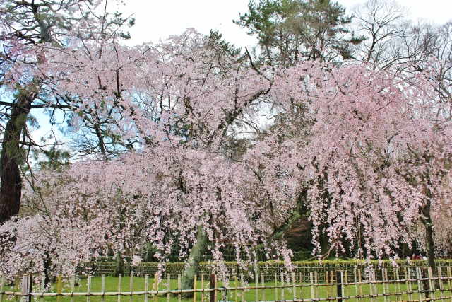 京都御苑　枝垂れ桜