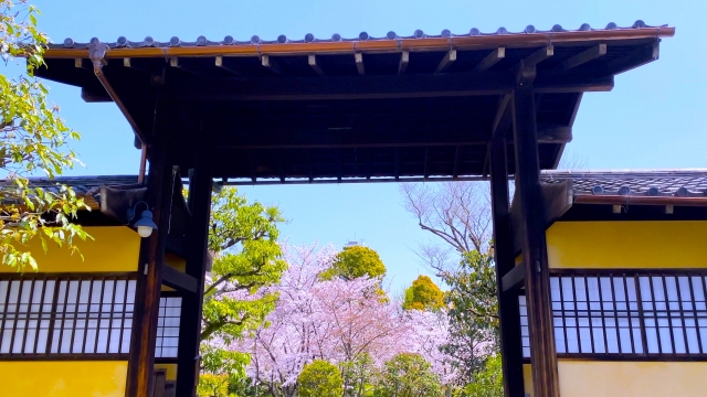 東本願寺　桜