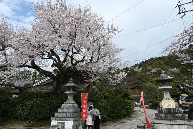 大豊神社　桜1