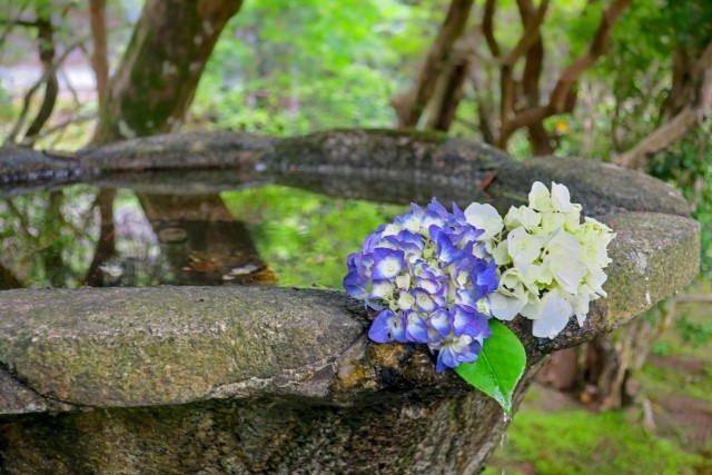 法然院　花手水　紫陽花