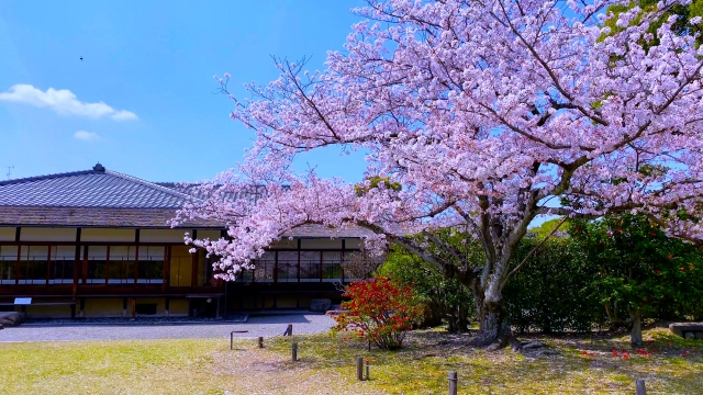 東本願寺　桜1