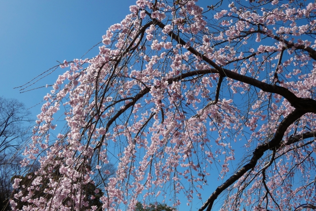 平等院　枝垂れ桜
