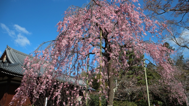 法金剛院　桜