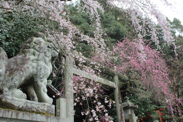 大豊神社　桜