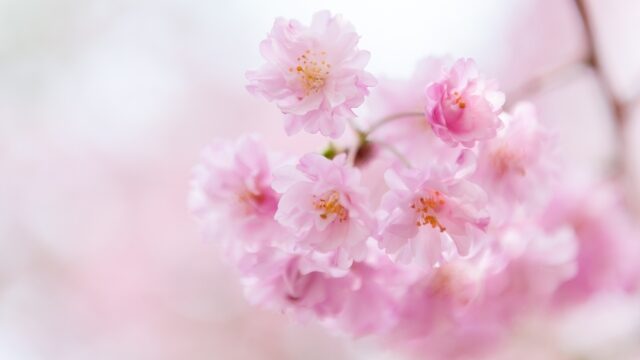 2024京都の桜　開花予想